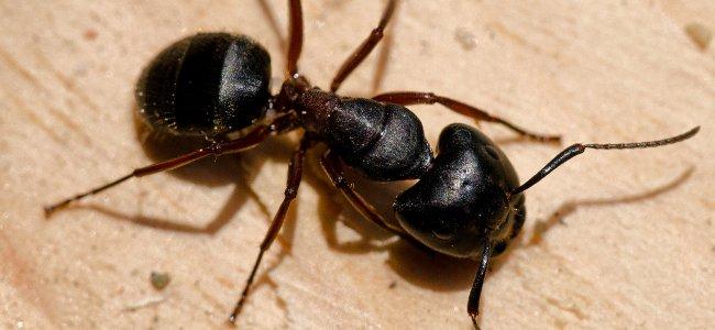 a carpenter ant crawling on a deck