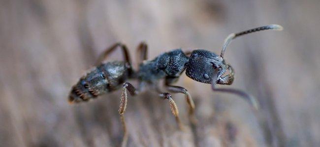 carpenter ant on wood