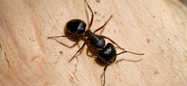 carpenter ant on wood