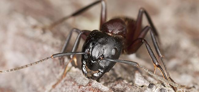 a carpenter ant on a rock in washington dc