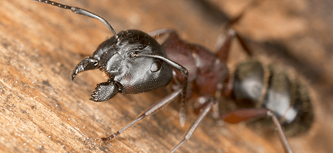 carpenter ant in maryland home