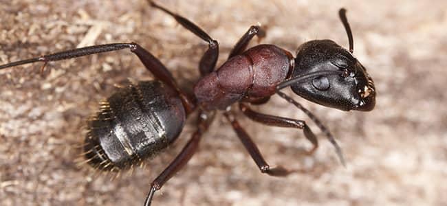 an ant on wooden table in washington dc kitchen