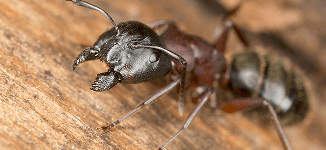 carpenter ant in maryland home