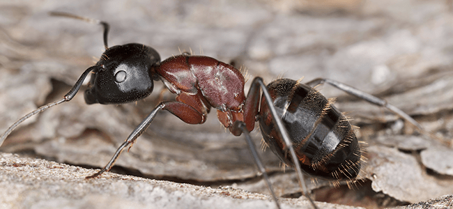 carpenter ant on water damaged wood