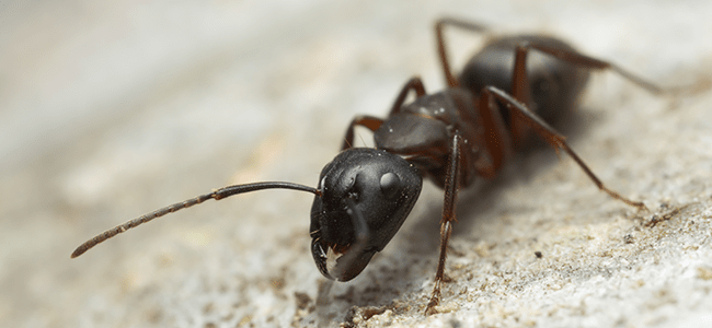 a carpenter ant on the exterior of a fulton maryland home