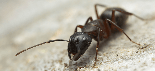 Got A Problem With Fire Ant Beds In Your Yard Try Mixing Up Some Dish Detergent Soap With Water Just Like You Re Get Rid Of Ants Detergent Soap Dish Detergent