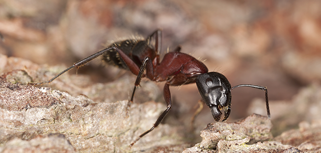 carpenter ant in water damaged wood