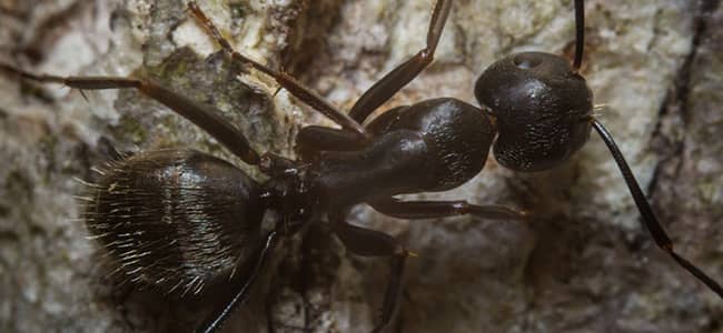 carpenter ant crawling on wooden surface