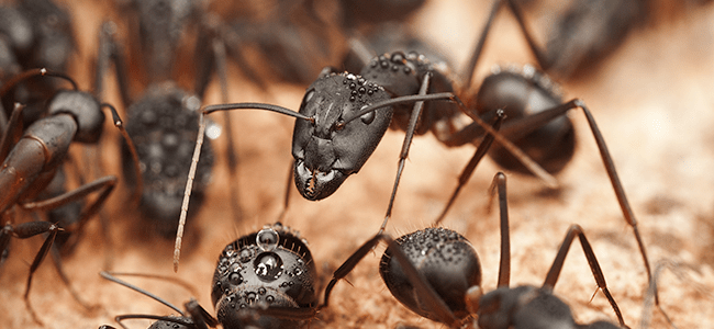 carpenter ant infestation in maryland home