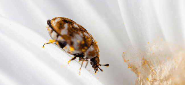 carpet beetle