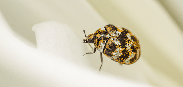 carpet beetle up close