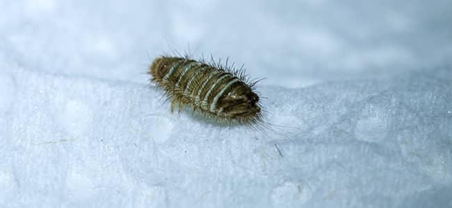 carpet beetle on a rug