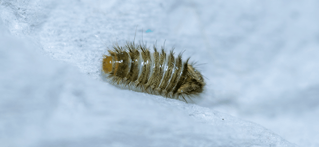 larvae from carpet beetles