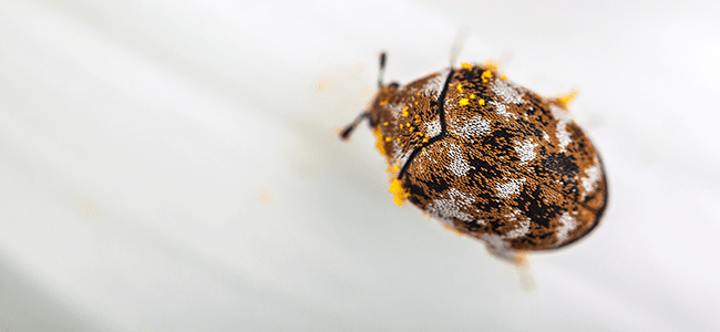 carpet beetle up close