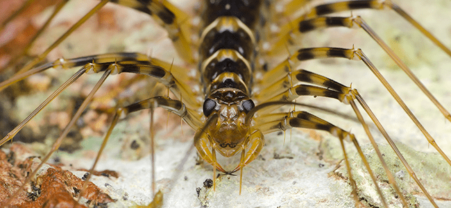 centipede up close