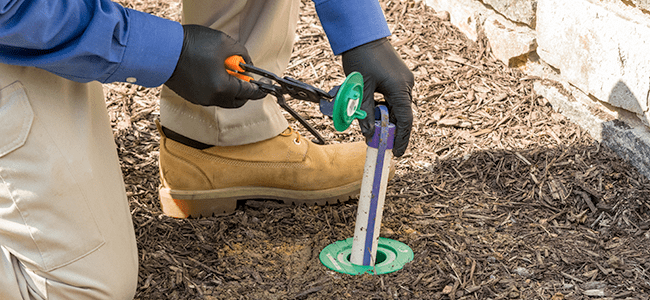 termite bait station up close