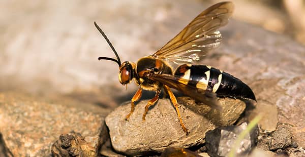 a cicada killer wasp outside of a home in brooklyn park maryland