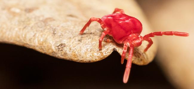 clover mite on a plant