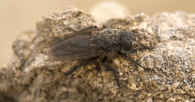 What are cluster flies and how do you get rid of a cluster fly infestation?