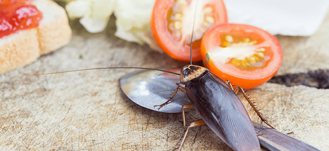 a cockroach on food in a kitchen in fulton maryland