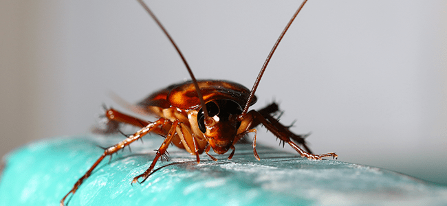 cockroach found in kitchen