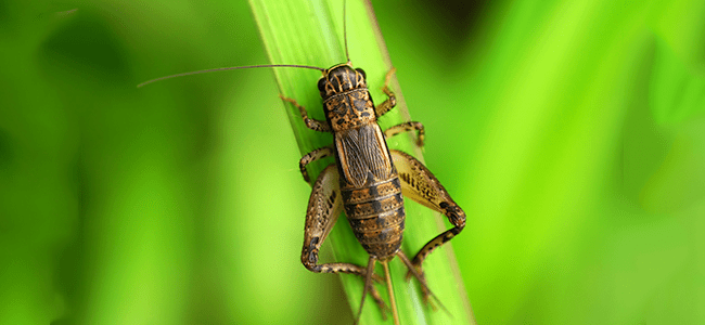 cricket on blade of grass