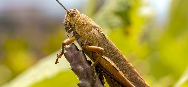 up close image of a cricket