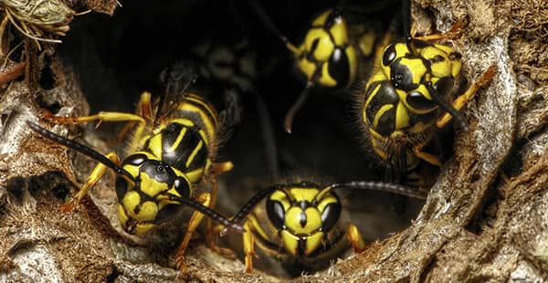 a swarm of yellow jackets emerging from a nest outside of a home in bethesda maryland