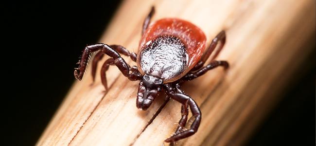 tick on a piece of wood