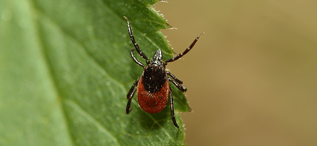 blacklegged tick