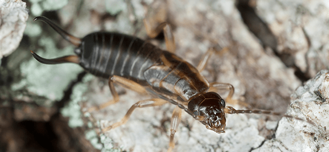 earwig near maryland home