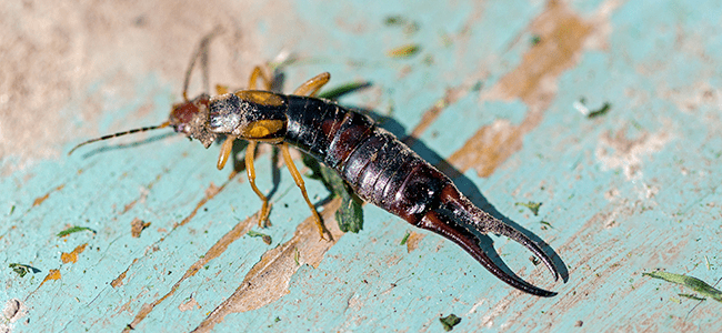 earwig crawling on floor