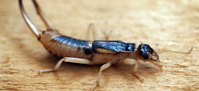 earwig crawling on floor