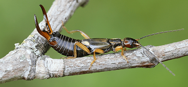 How To Control Earwigs In The House