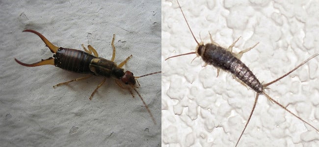 what is the difference between silverfish and earwigs