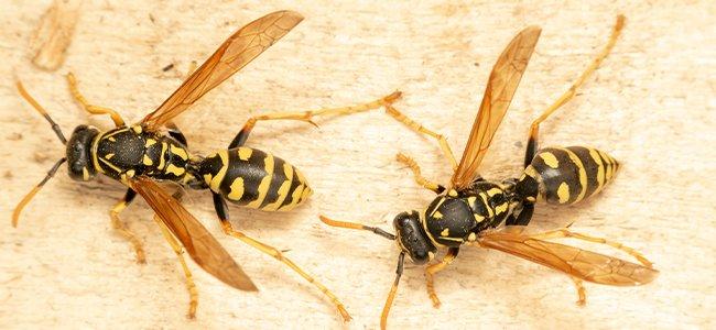 wasps on table