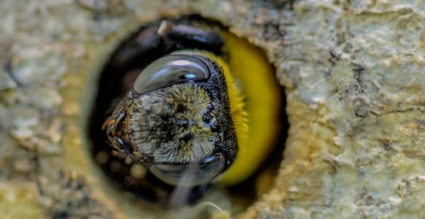 a carpenter bee emerging from a tree outside of a home in annapolis junction maryland