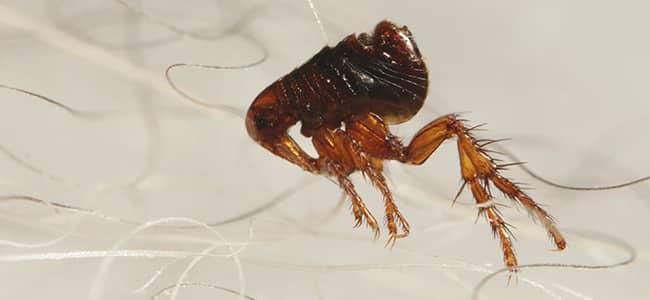 a flea on pet hair in washington dc