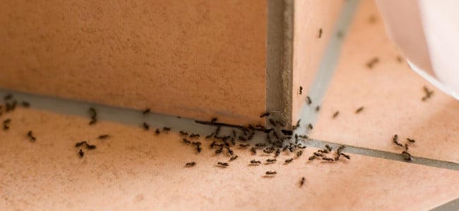 ants crawling across kitchen floor in maryland