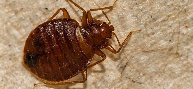 bed bug on boxspring