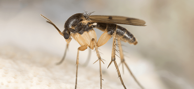 fungus gnat on food