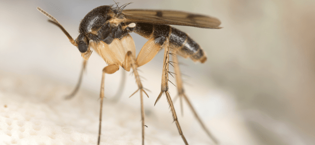 fungus gnat