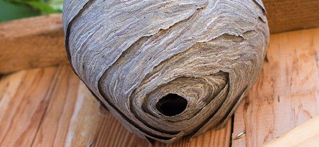 a hornets nest under the porch roof of a home