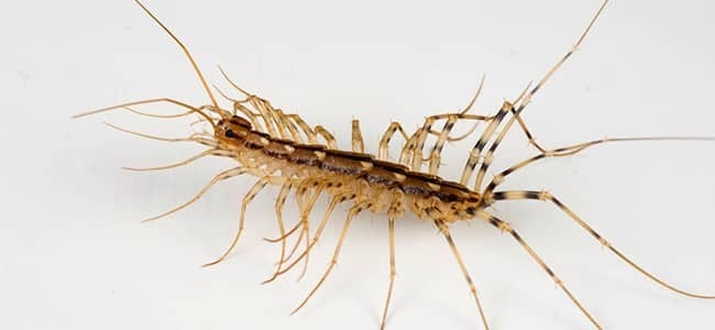 centipede crawling in sink