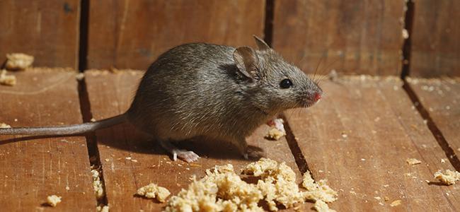 a house mouse crawling inside a home