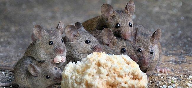 mice eating bread