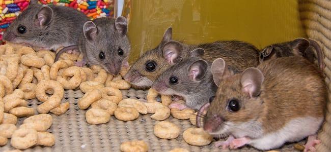 mice eating cereal