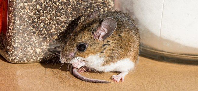 rodent on kitchen counter