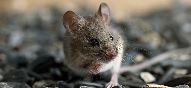 mouse in bird feeder