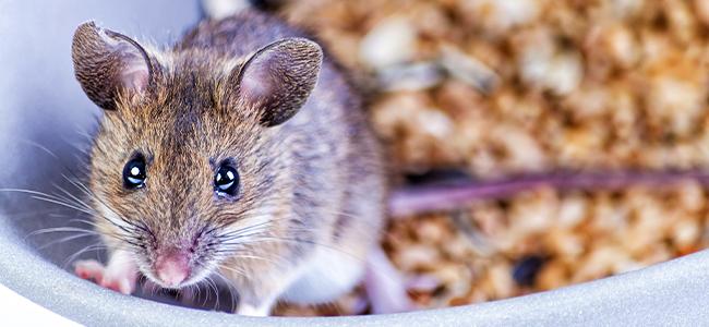 mouse in a bowl of cereal